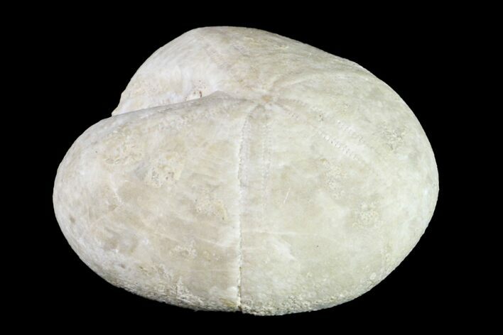 Jurassic Echinoid (Nucleolites) Fossil - England #156339